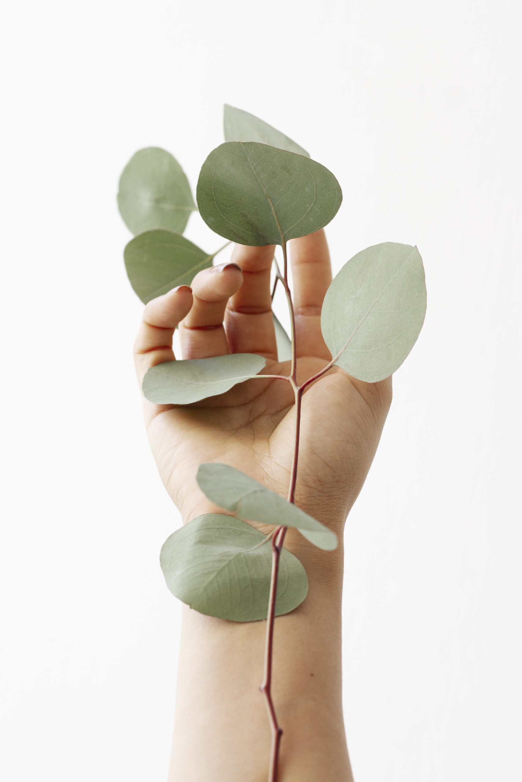 Un fond élégant avec des feuilles d'eucalyptus. Un fond délicat de feuilles d'eucalyptus, symbolisant la nature et le bien-être pour la kinésiologie.